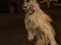 Bregenzer-Krampuslauf-2019_CF-238