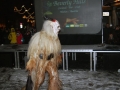 Krampuslauf Bregenz 2012 (59)