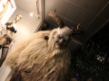 Krampuslauf Bregenz 2017 (145)